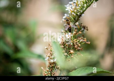 Bee on Buddleia bush Stock Photo