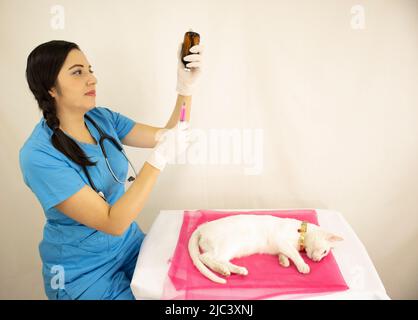 beautiful young female veterinarian in blue uniform preparing kitten vaccination in veterinary consultation Stock Photo