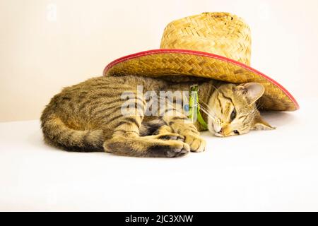 pretty-bee592: Cute cat wearing nursing hat, surrounded by flowers