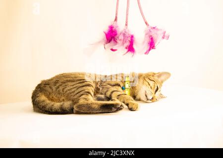 cute kitten sleeping under duster Stock Photo