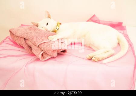adorable baby kitten wrapped in pink blankets Stock Photo