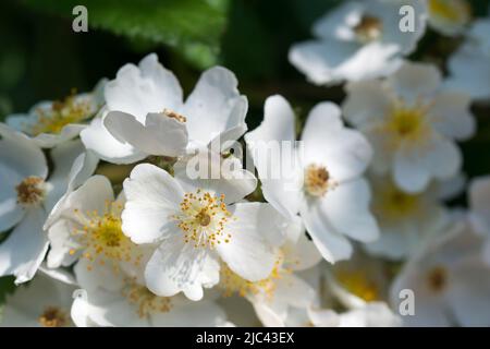White rosa multiflora flowers on branch closeup selective focus Stock Photo