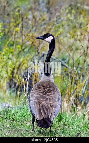 A rear view of a wild Canada Goose  (Branta canadensis); standing on a grassy area looking away. Stock Photo