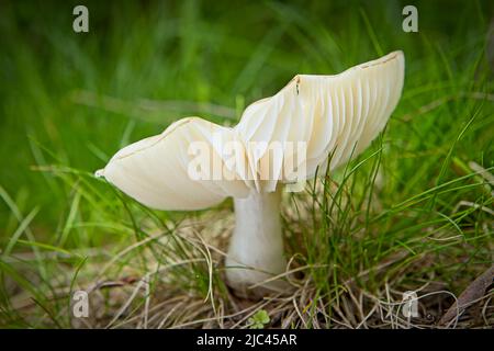 A close up photo of a white russula mushroom on the forest floor in north Idaho. Stock Photo