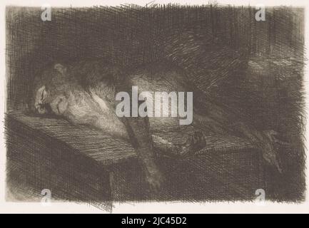 Reclining, Sleeping Monkey, print maker: Heinrich M. Krabbé, 1878 - 1887, paper, etching, h 100 mm - w 150 mm
