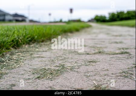 Grass clippings strewn across a residential sidewalk after mowing.  Stock Photo