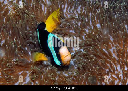 Clark's anemonefish (Amphiprion clarkii) in sea anemone, giant anemone, mertens' carpet sea anemone (Stichodactyla mertensii), Indian Ocean, Andaman Stock Photo