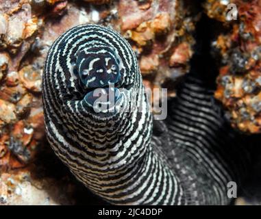 Close-up of head of zebra moray (Gymnomuraen zebra), Red Sea, Egypt Stock Photo