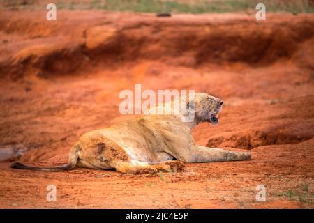 Lion (Panthera leo) female blood smeared after eating a african buffalo (Syncerus caffer) in the bush, Tsavo East National Park, Kenya, East Africa Stock Photo