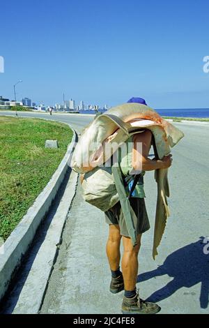 Cuban fisherman carrying a catched Nurse Shark (Ginglymostoma cirratum), Malecon, Havana, Cuba, Caribbean Stock Photo