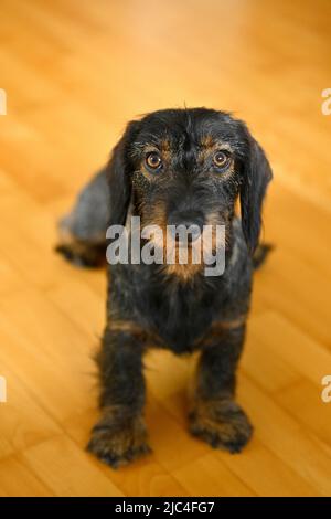 Rough-haired dachshund (Canis lupus familiaris) puppy, male, 1 year, begging, Baden-Wuerttemberg, Germany Stock Photo