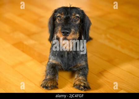 Rough-haired dachshund (Canis lupus familiaris) puppy, male, 1 year, begging, Baden-Wuerttemberg, Germany Stock Photo