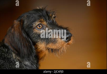 Rough-haired dachshund (Canis lupus familiaris) puppy, male, 1 year, animal portrait, Baden-Wuerttemberg, Germany Stock Photo