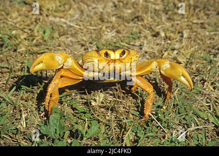Yellow land crab (Gecarcinus ruricola), Playa Larga, Bay of Pigs, Giron, Cuba, Caribbean Stock Photo