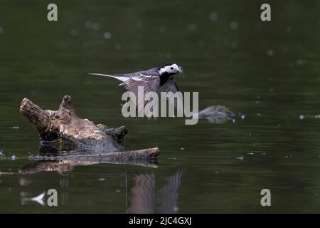 Pied Wagtail (Motacilla alba) hunting insects, Hesse, Germany Stock Photo