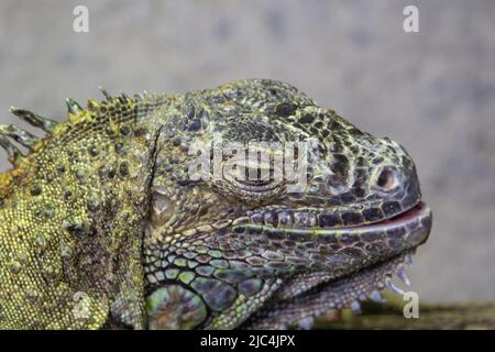 head  of spiny lizard basking in the sunshine half asleep with a grey background in Malaysia Stock Photo