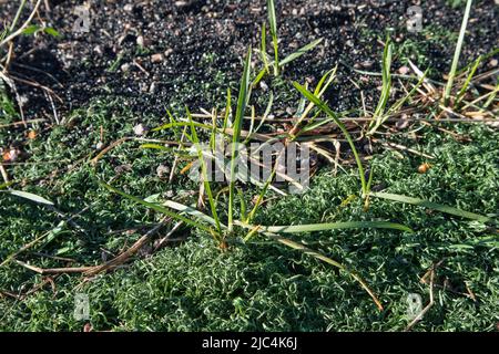 damaged artificial grass with real grass growing through it Stock Photo