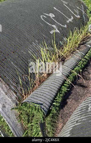 Real grass growing on rolls of old artificial grass outdoors Stock Photo