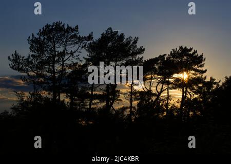 trees in silhouette with setting sun star burst Stock Photo