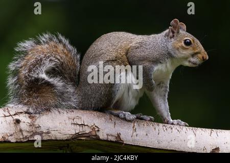 close up of grey squirrel on branch Stock Photo
