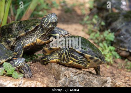 two red-eared slider terrapin (Trachemys scripta elegans) on the bank of a river with tropical plants in the background Stock Photo