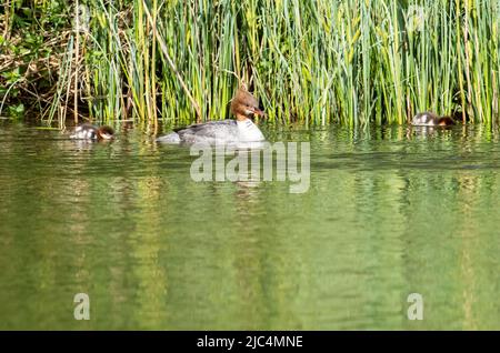 A female Goosander and ducklings on the River Brathay in Ambleside, Lake District, UK. Stock Photo