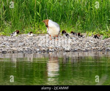 A female Goosander and ducklings on the River Brathay in Ambleside, Lake District, UK. Stock Photo