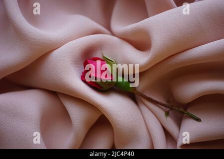 Closed pink rose flower on delicate cream thin chiffon. Stock Photo