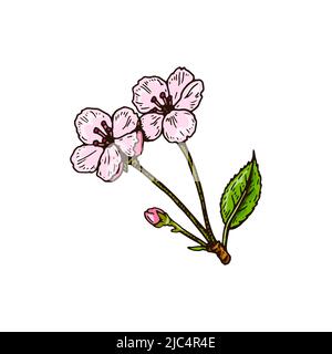 Hand drawn cherry flowers isolated on white. Vector illustration in colored sketch style Stock Vector