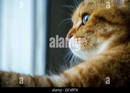 Cute British Shorthair kitten Stock Photo