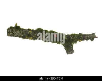 Tree branch covered with green moss isolated on white background. Stock Photo