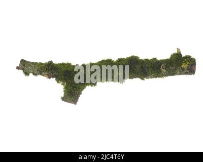 Tree branch covered with green moss isolated on white background. Stock Photo