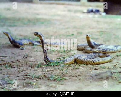 Snakes near the buildings of Burma Camp in Accra, Ghana c. 1959 Stock ...