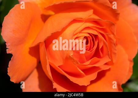 Close Up Rosa Orange Meilove At Amsterdam The Netherlands 2-6-2022 Stock Photo