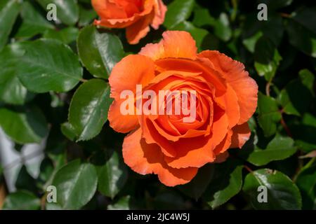 Close Up Rosa Orange Meilove At Amsterdam The Netherlands 2-6-2022 Stock Photo