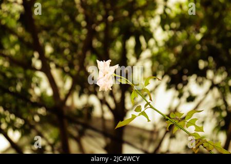 a single peach of white rose. Stock Photo