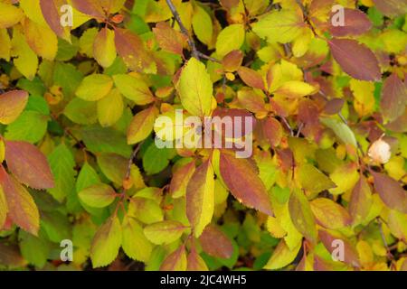 Yellow, orange, brown leaves on ground in Autumn season. City autumn park. September, October, November.
