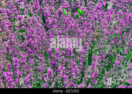Lavender field with magenta colors. Close-up of blooming Lavandula flowers with violet bushes and bees on an agricultural terrain in Chalkidiki,Greece Stock Photo
