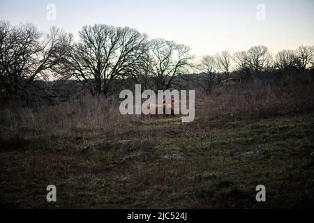 France, Loubressac, 2021-12-19. A red Limousin cow rests in a meadow during winter. Photograph by Johann Muszynski / Collectif DR. France, Loubressac, Stock Photo