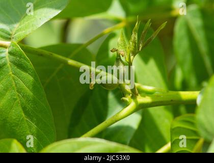 Young walnuts on the tree close up. Stock Photo