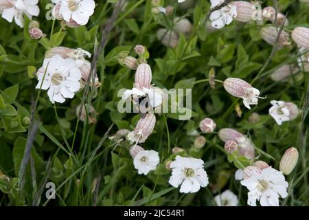Bladder campion Silene vulgaris also known as Maidens Tears, Cowbell, and  Common Bladder Catchfly. Its bladder like calyx with purple veins make it e Stock Photo