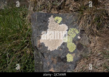 Crustose  lichens on stone wall an example of symbiosis between an alga and a fungus, also known as mutualism in RHS Garden Rosemoor North Devon Stock Photo