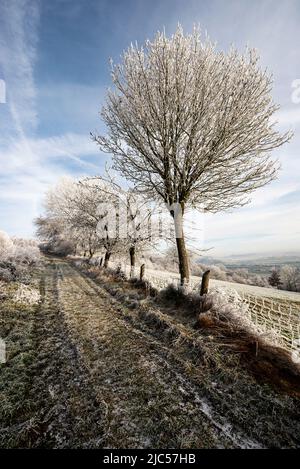 Picturesque winter scenery with frosted fruit trees lining a country path under a blue sky, near Golmbach, Rühler Schweiz, Weser Uplands, Germany Stock Photo