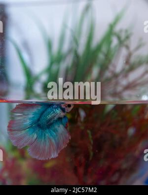 Multicolored halfmoon pet Beta fish (Betta splendens) in a fishbowl and swimming just below the waters surface. Also known as the Siamese fighting fis Stock Photo
