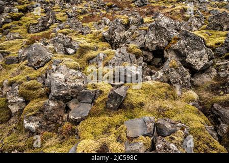 Full frame image of volcanic rocks, covered by green and brown Icelandic moss, suitable as a background texture, taken near Djúpalónssandur, Iceland Stock Photo