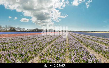 Farmhouses with a field full of purple hyacinth *** Local Caption ***  Netherlands,landscape, flowers, spring, bulbfield, ,Sint Maartensvlotbrug,   No Stock Photo