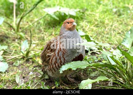 Rebhuhn *** Local Caption ***  Pheasant-like, partridge, partridges, Galliformes, chickens, gallinaceous bird, gallinaceous birds, Perdix perdix, part Stock Photo