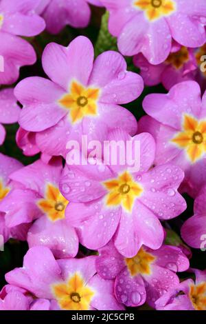Nahaufnahme von mit Regentropfen bedeckten rosa lila Primel Blumen im Frühling, Schweiz *** Local Caption ***  Flower, flowers, sea of flowers, detail Stock Photo