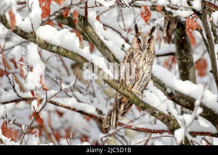 Eine Waldohreule sitzt mit offenen Augen auf einem Ast in tief verschneiter Buche, Kanton Zürich, Schweiz *** Local Caption ***  Asio otus, eye, eyes, Stock Photo