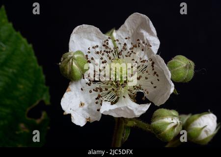 Bramble flower (Rubus fruticosus), close-up with black background. Stock Photo